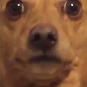 Meet your Posher, Kade